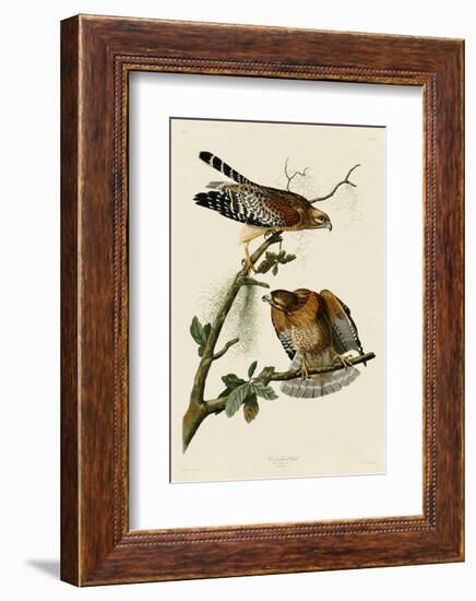 Red-Shouldered Hawk-John James Audubon-Framed Art Print