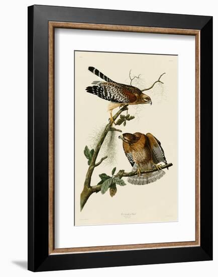 Red-Shouldered Hawk-John James Audubon-Framed Art Print