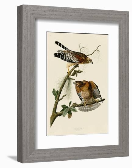 Red-Shouldered Hawk-John James Audubon-Framed Art Print