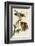 Red-Shouldered Hawk-John James Audubon-Framed Art Print