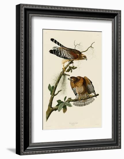 Red-Shouldered Hawk-John James Audubon-Framed Art Print