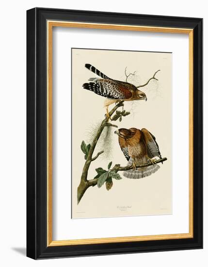 Red-Shouldered Hawk-John James Audubon-Framed Art Print