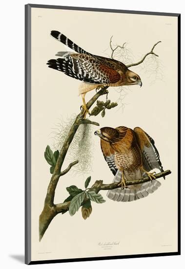 Red-Shouldered Hawk-John James Audubon-Mounted Art Print