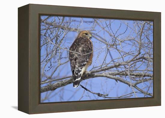 Red-Shouldered Hawk-Joe McDonald-Framed Premier Image Canvas