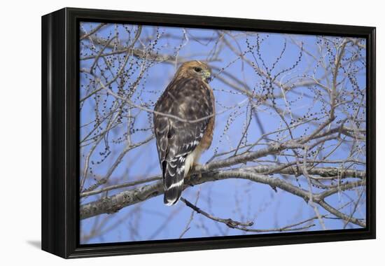 Red-Shouldered Hawk-Joe McDonald-Framed Premier Image Canvas