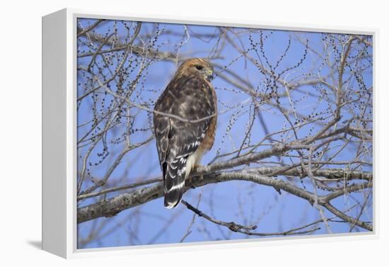 Red-Shouldered Hawk-Joe McDonald-Framed Premier Image Canvas