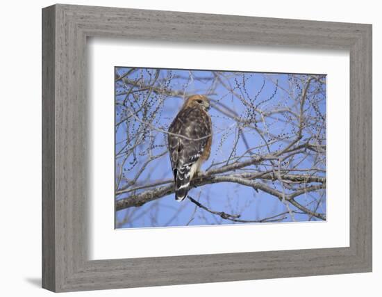 Red-Shouldered Hawk-Joe McDonald-Framed Photographic Print