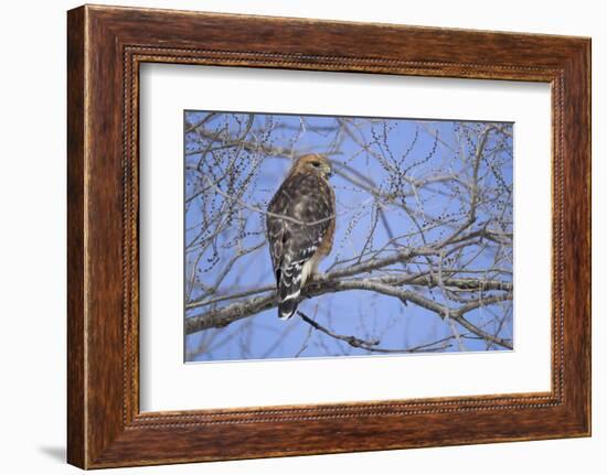 Red-Shouldered Hawk-Joe McDonald-Framed Photographic Print