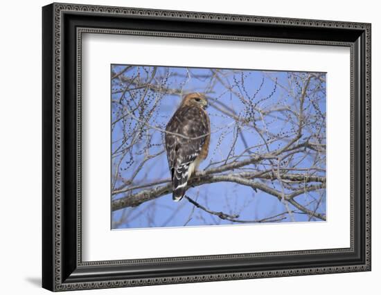 Red-Shouldered Hawk-Joe McDonald-Framed Photographic Print