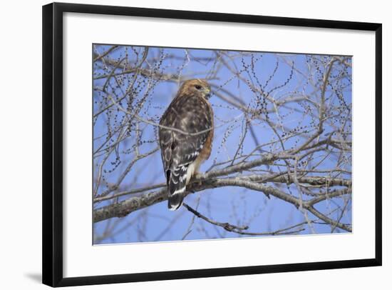 Red-Shouldered Hawk-Joe McDonald-Framed Photographic Print