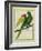 Red-Shouldered Macaw-Georges-Louis Buffon-Framed Giclee Print