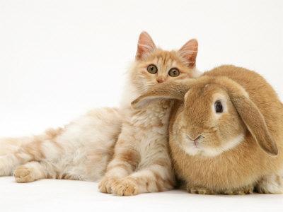 turkish angora rabbit