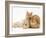 Red Silver Turkish Angora Cat and Sandy Lop Rabbit Snuggling Together-Jane Burton-Framed Photographic Print