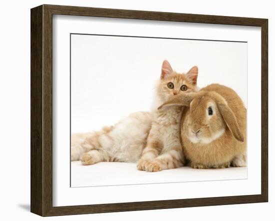 Red Silver Turkish Angora Cat and Sandy Lop Rabbit Snuggling Together-Jane Burton-Framed Photographic Print