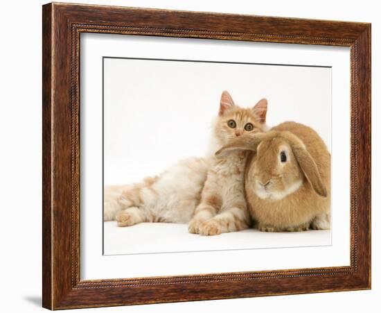 Red Silver Turkish Angora Cat and Sandy Lop Rabbit Snuggling Together-Jane Burton-Framed Photographic Print