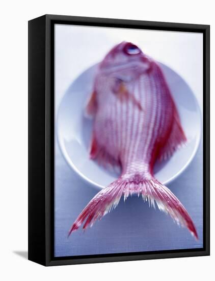 Red Snapper on a Plate-Marc O^ Finley-Framed Premier Image Canvas