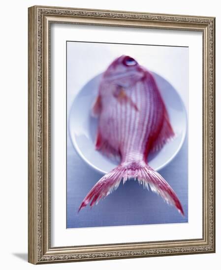 Red Snapper on a Plate-Marc O^ Finley-Framed Photographic Print