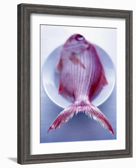 Red Snapper on a Plate-Marc O^ Finley-Framed Photographic Print