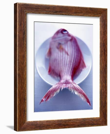 Red Snapper on a Plate-Marc O^ Finley-Framed Photographic Print