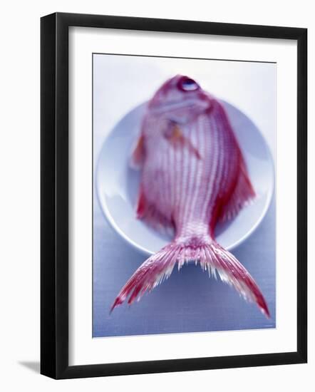 Red Snapper on a Plate-Marc O^ Finley-Framed Photographic Print