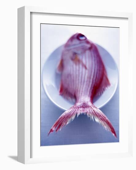 Red Snapper on a Plate-Marc O^ Finley-Framed Photographic Print