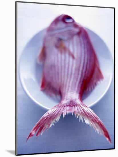 Red Snapper on a Plate-Marc O^ Finley-Mounted Photographic Print