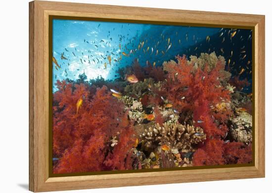 Red Soft Corals (Dendronephthya)-Reinhard Dirscherl-Framed Premier Image Canvas