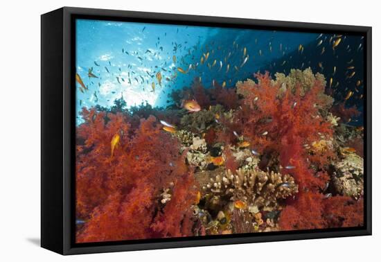 Red Soft Corals (Dendronephthya)-Reinhard Dirscherl-Framed Premier Image Canvas