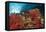 Red Soft Corals (Dendronephthya)-Reinhard Dirscherl-Framed Premier Image Canvas