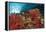 Red Soft Corals (Dendronephthya)-Reinhard Dirscherl-Framed Premier Image Canvas