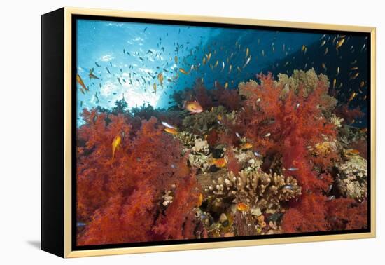 Red Soft Corals (Dendronephthya)-Reinhard Dirscherl-Framed Premier Image Canvas