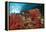 Red Soft Corals (Dendronephthya)-Reinhard Dirscherl-Framed Premier Image Canvas