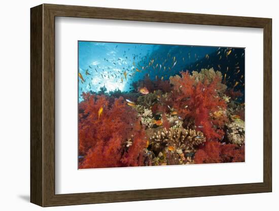 Red Soft Corals (Dendronephthya)-Reinhard Dirscherl-Framed Photographic Print
