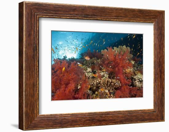 Red Soft Corals (Dendronephthya)-Reinhard Dirscherl-Framed Photographic Print