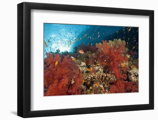 Red Soft Corals (Dendronephthya)-Reinhard Dirscherl-Framed Photographic Print