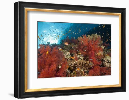 Red Soft Corals (Dendronephthya)-Reinhard Dirscherl-Framed Photographic Print