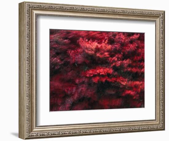 Red Splash-Art Wolfe-Framed Photographic Print