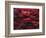 Red Splash-Art Wolfe-Framed Photographic Print