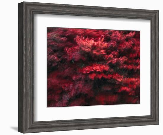 Red Splash-Art Wolfe-Framed Photographic Print