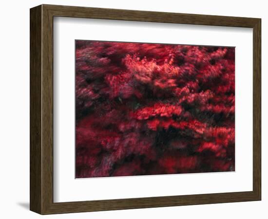 Red Splash-Art Wolfe-Framed Photographic Print