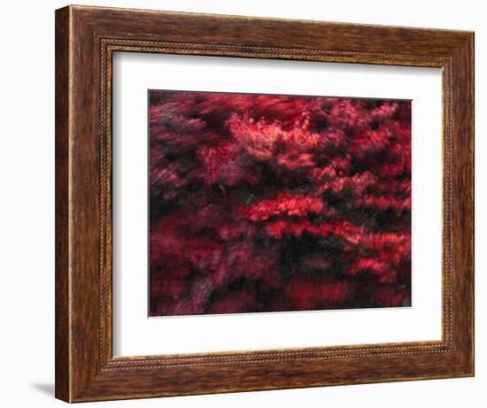 Red Splash-Art Wolfe-Framed Photographic Print