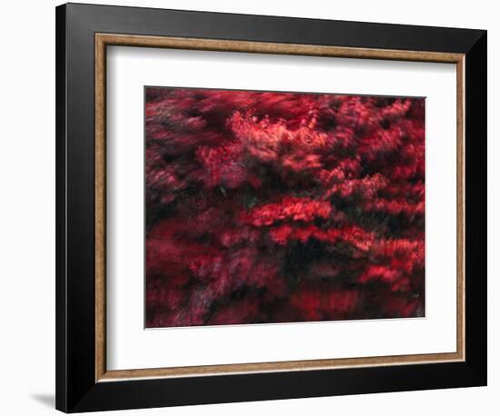 Red Splash-Art Wolfe-Framed Photographic Print