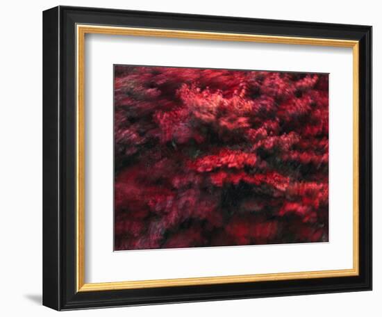 Red Splash-Art Wolfe-Framed Photographic Print