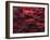 Red Splash-Art Wolfe-Framed Photographic Print