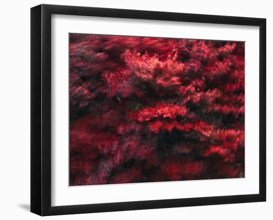 Red Splash-Art Wolfe-Framed Photographic Print