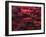 Red Splash-Art Wolfe-Framed Photographic Print