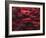 Red Splash-Art Wolfe-Framed Photographic Print