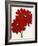 Red Splendor I-Soraya Chemaly-Framed Giclee Print