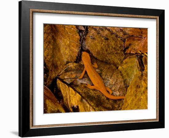 Red-Spotted Newt or Eastern Newt, Salamander, Bennington, Vermont, USA-Joe Restuccia III-Framed Photographic Print