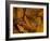 Red-Spotted Newt or Eastern Newt, Salamander, Bennington, Vermont, USA-Joe Restuccia III-Framed Photographic Print